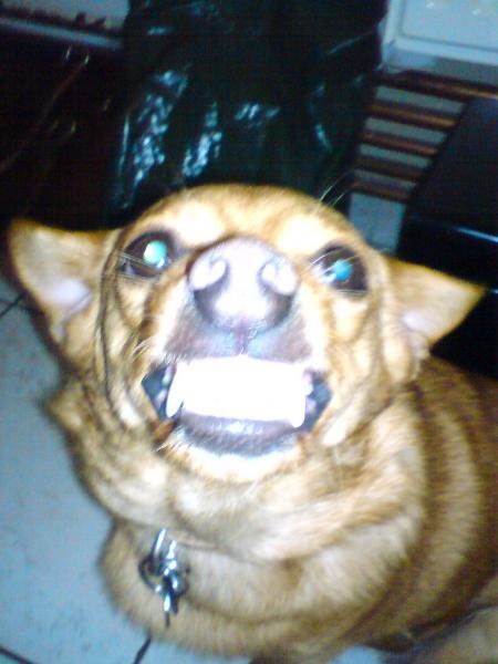 Ma chienne